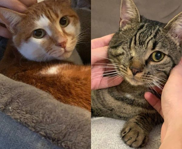 Tinkerbell und Ginger