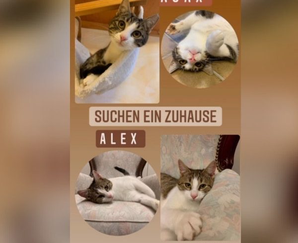 Ajax und Alex