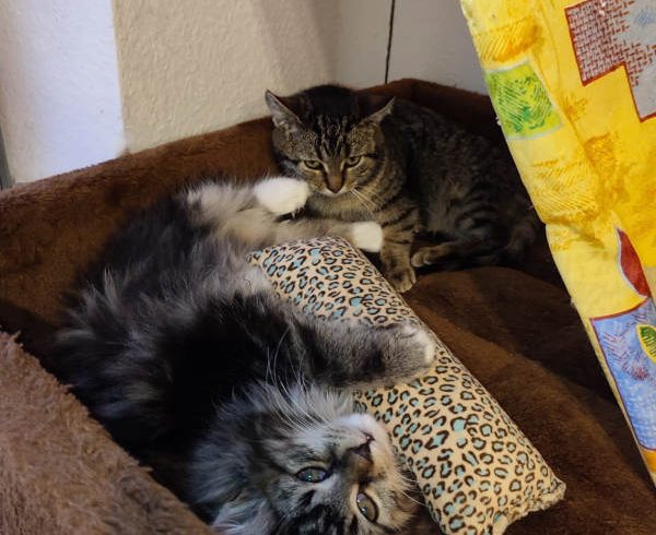 Hailey und Sternchen