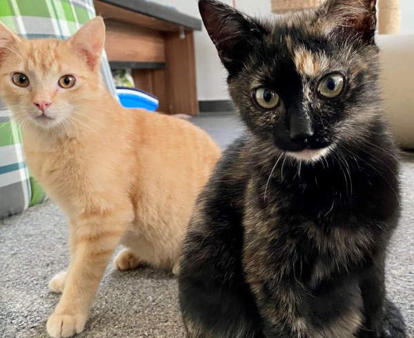 Anton und Pünktchen