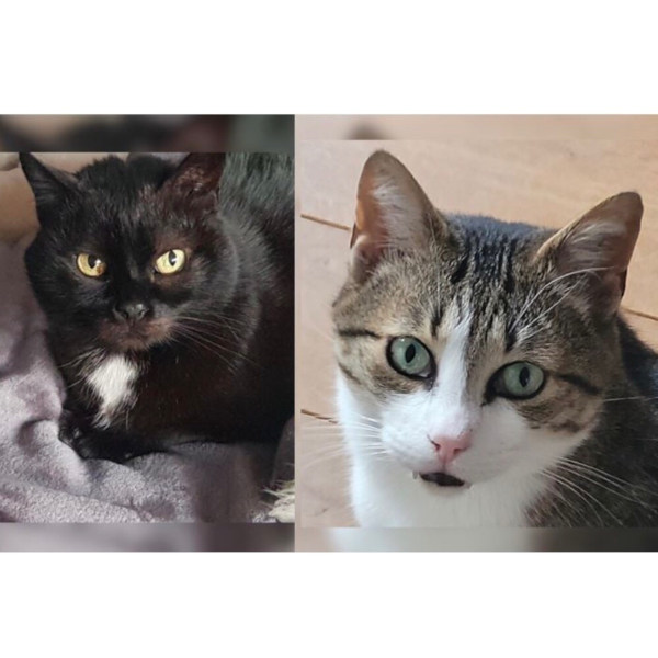 Nala und Filou Nala und Filou