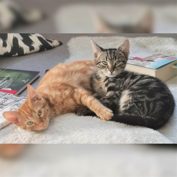 Anton und Emil Anton und Emil