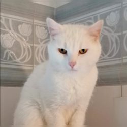 Kalendertürchen 24 – Eisbär Findus Wunsch