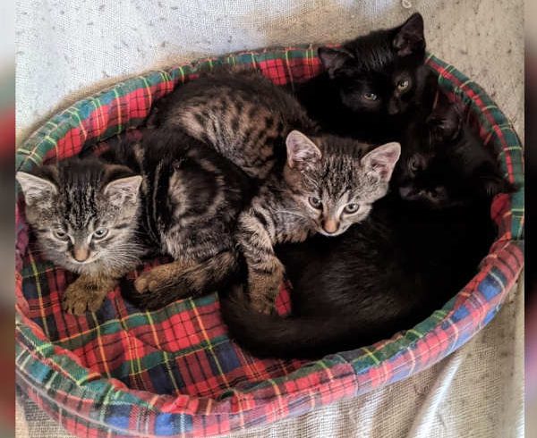 Tilly, Frida, Nura und Onyx