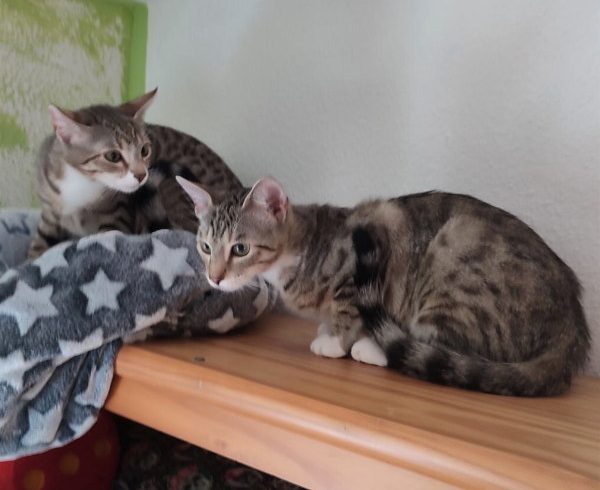 Lady Grey und Darjeeling