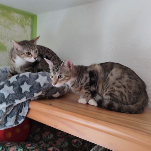 Lady Grey und Darjeeling Lady Grey und Darjeeling