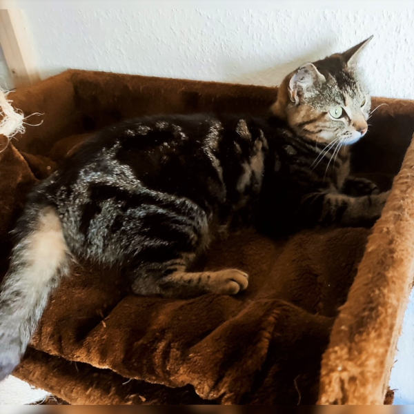 Moccachino Moccachino