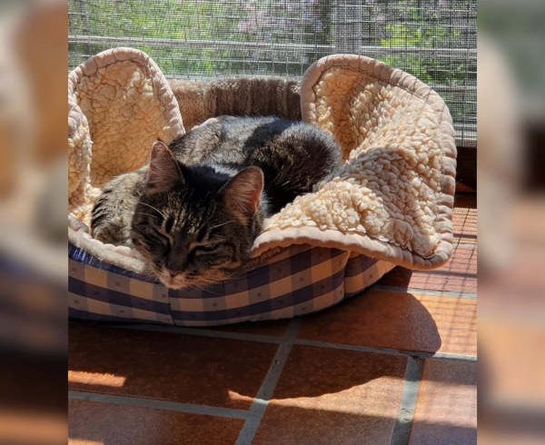 4. Türchen – Sockes Wunsch 4. Türchen – Sockes Wunsch