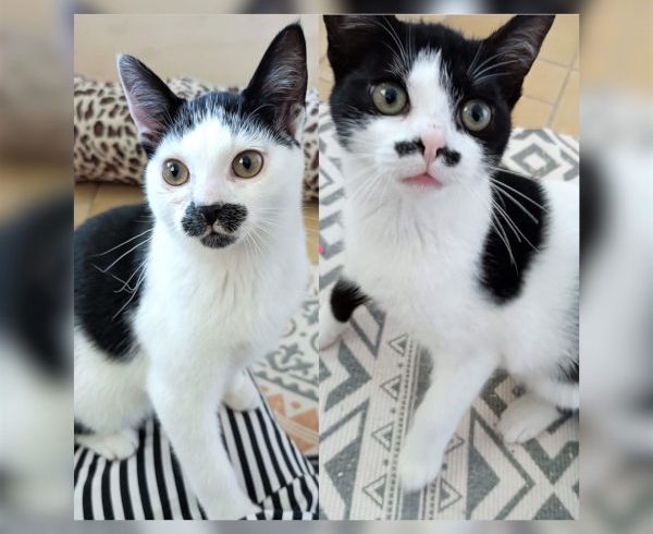 Charlie und Charlien