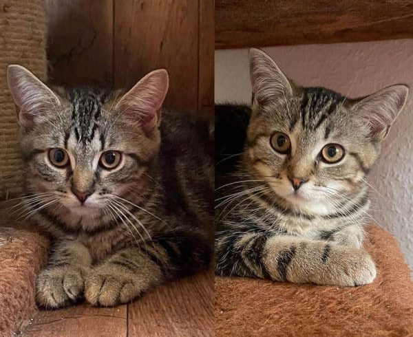 Cappuccino und Macchiato