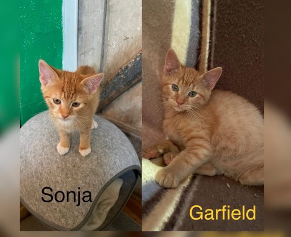Sonja und Garfield
