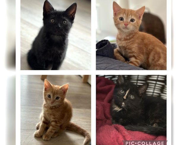 Xenia, Thalia, Orion und Leandros