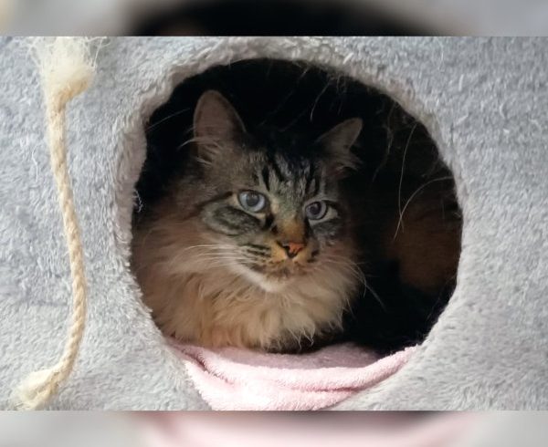 5. Türchen – Schnuffels Wunsch 5. Türchen – Schnuffels Wunsch