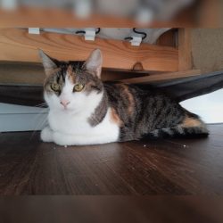 Kalendertürchen 4 – Rubys Wunsch