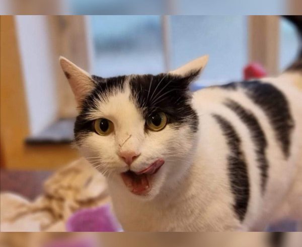 Kalendertürchen 13 – Tinkas Wunsch