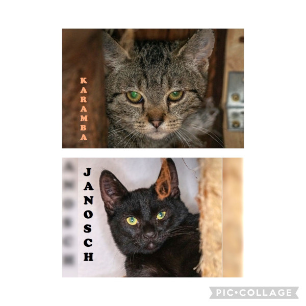 Janosch und Karamba Janosch und Karamba