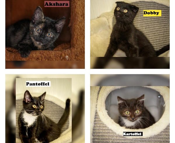 Akshara, Dobby, Pantoffel und Kartoffel