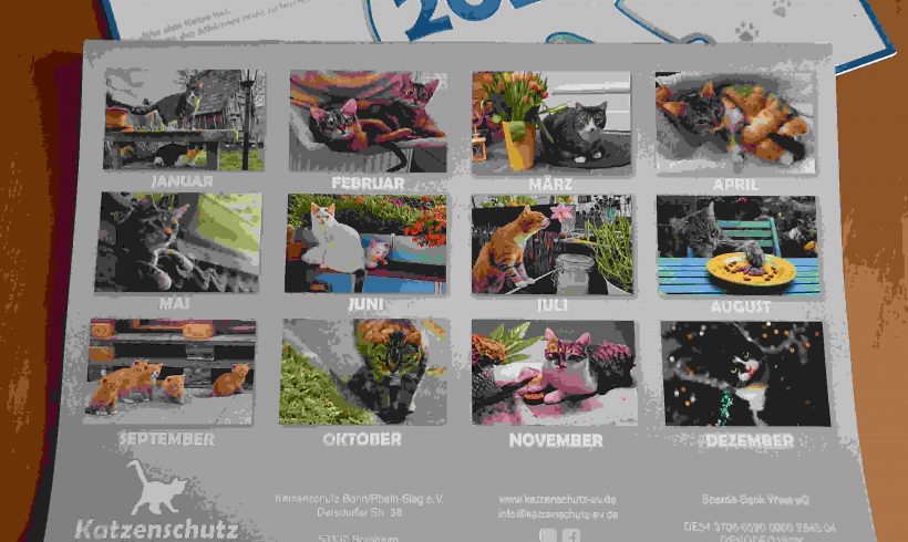 Der Katzenschutzkalender 2024 ist da!!! Der Katzenschutzkalender 2024 ist da!!!