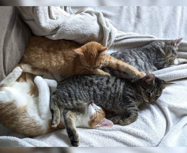 14. Türchen – Rosas Wunsch 14. Türchen – Rosas Wunsch