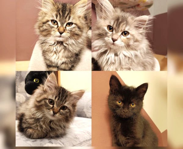 Amy, Cindy, Mary und Timmy