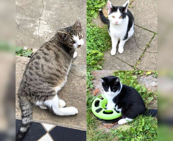 Hardy, Trixi und Moni