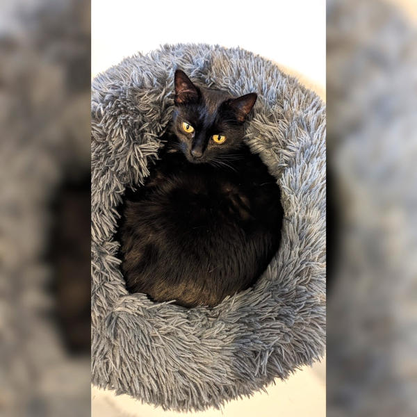 Leni Katzenschutz Bonn RheinSieg eV