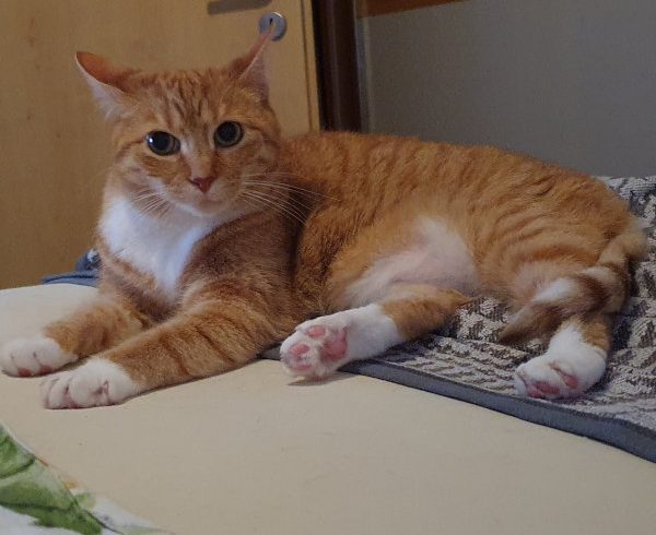 10. Türchen – Fienchens Wunsch 10. Türchen – Fienchens Wunsch