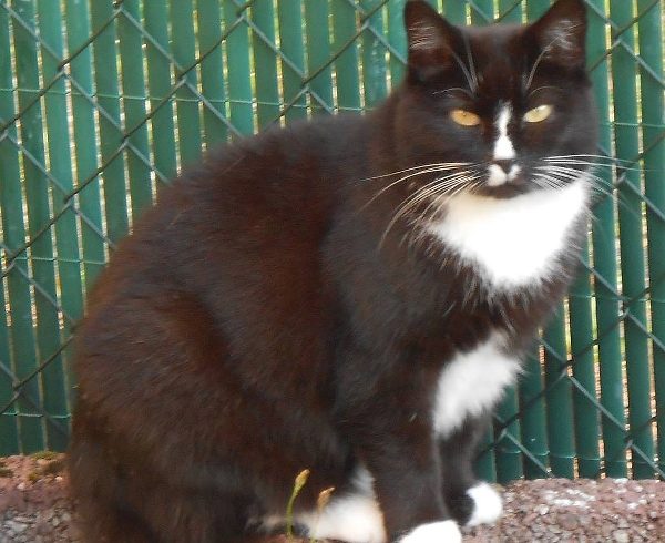 12. Türchen – Muddis Wunsch 12. Türchen – Muddis Wunsch