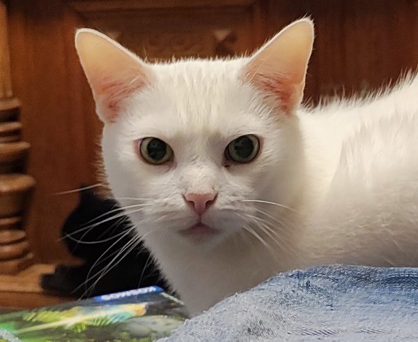 7. Türchen – Cumulus‘ Wunsch 7. Türchen – Cumulus‘ Wunsch