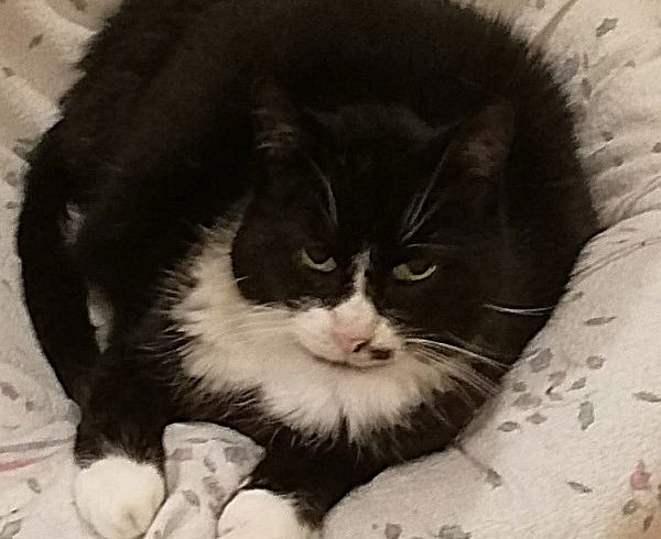 8. Türchen – Flohs Wunsch 8. Türchen – Flohs Wunsch