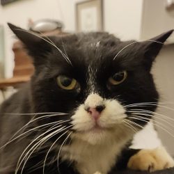 Kalendertürchen 17 – Susis Wunsch