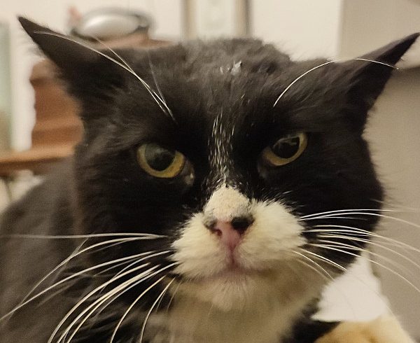 Kalendertürchen 17 – Susis Wunsch