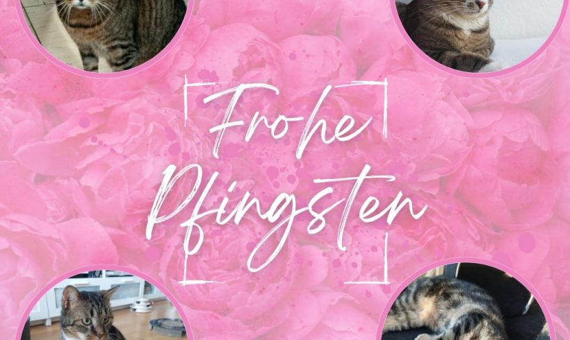 Schöne Pfingsttage Schöne Pfingsttage