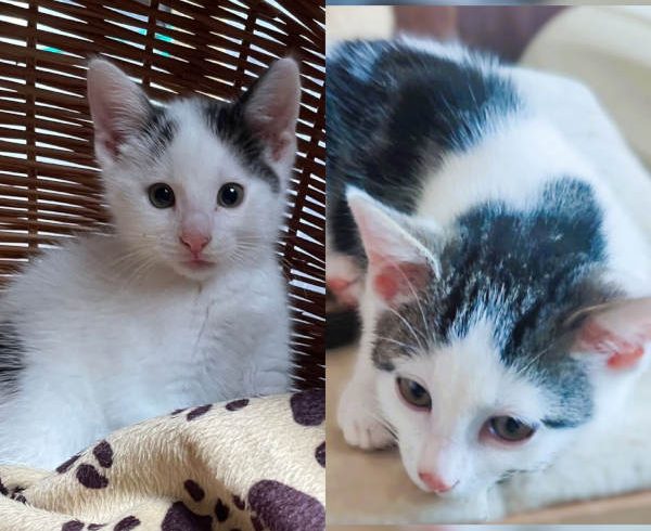 Chouquette und Éclair