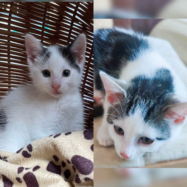 Chouquette und Éclair Chouquette und Éclair