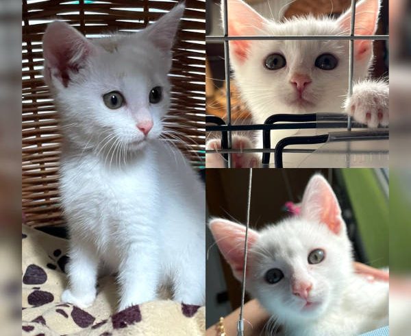 Baguette, Macaron und Croissant