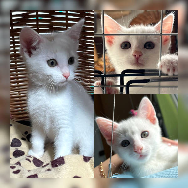 Baguette, Macaron und Croissant Baguette, Macaron und Croissant