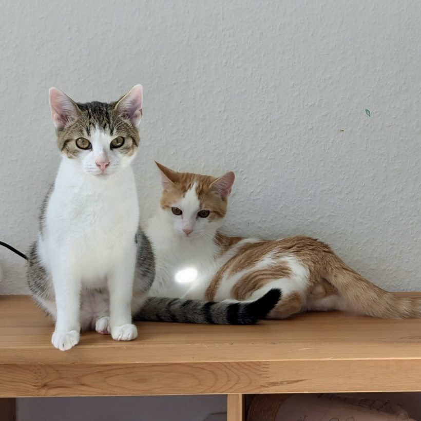 Linus und Fritzi Linus und Fritzi