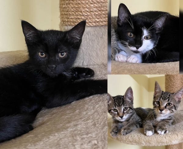 Ruby, Holly, Kian und Liam