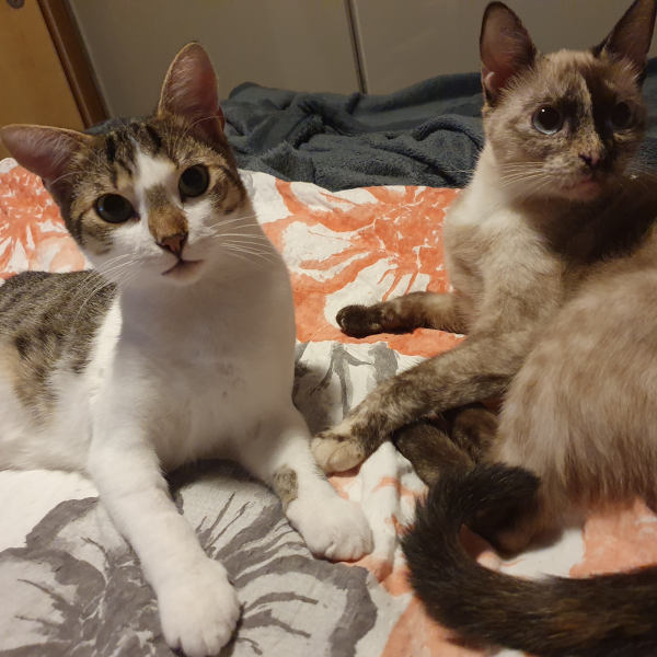 Enni und Dreibein Tommi Enni und Dreibein Tommi