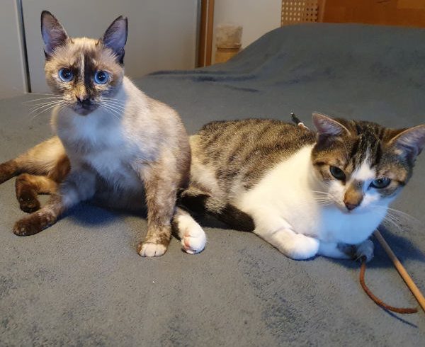 Enni und Dreibein Tommi