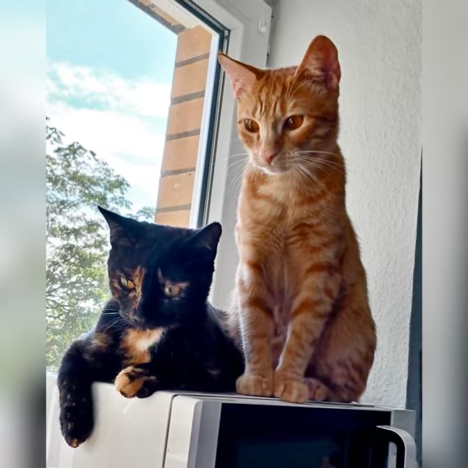 Lucky und Simba Lucky und Simba