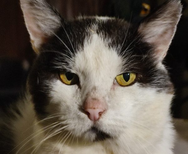 1. Türchen – Karlssons Wunschzettel 1. Türchen – Karlssons Wunschzettel