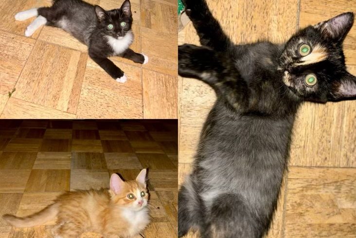 Gismo, Samson & Jade