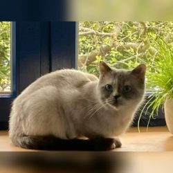 Kalendertürchen 18 – Emmys Wunsch