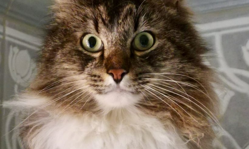 11. Türchen – Pamuks Wunschzettel 11. Türchen – Pamuks Wunschzettel