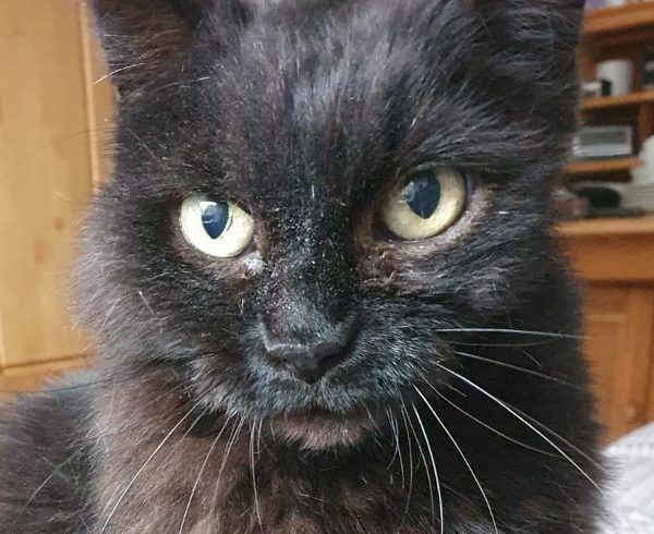 8. Türchen – Bennys Wunschzettel 8. Türchen – Bennys Wunschzettel