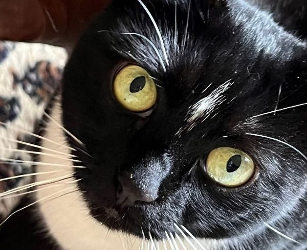 5. Türchen – Blackys Wunschzettel 5. Türchen – Blackys Wunschzettel