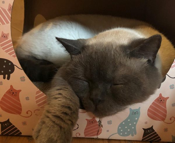 7. Türchen – Knödelchens Wunschzettel 7. Türchen – Knödelchens Wunschzettel