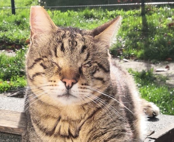 Kalendertürchen 6. – Nikolaus Feivels Wunsch Kalendertürchen 6. – Nikolaus Feivels Wunsch